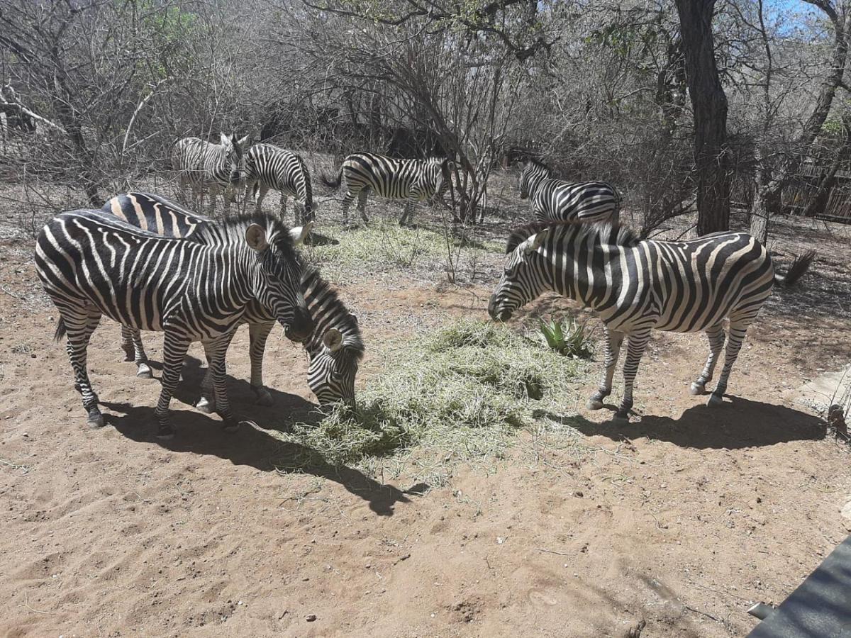 African Bush Escape Marloth Park Exterior photo