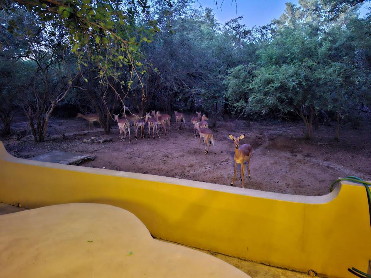 African Bush Escape Marloth Park Exterior photo
