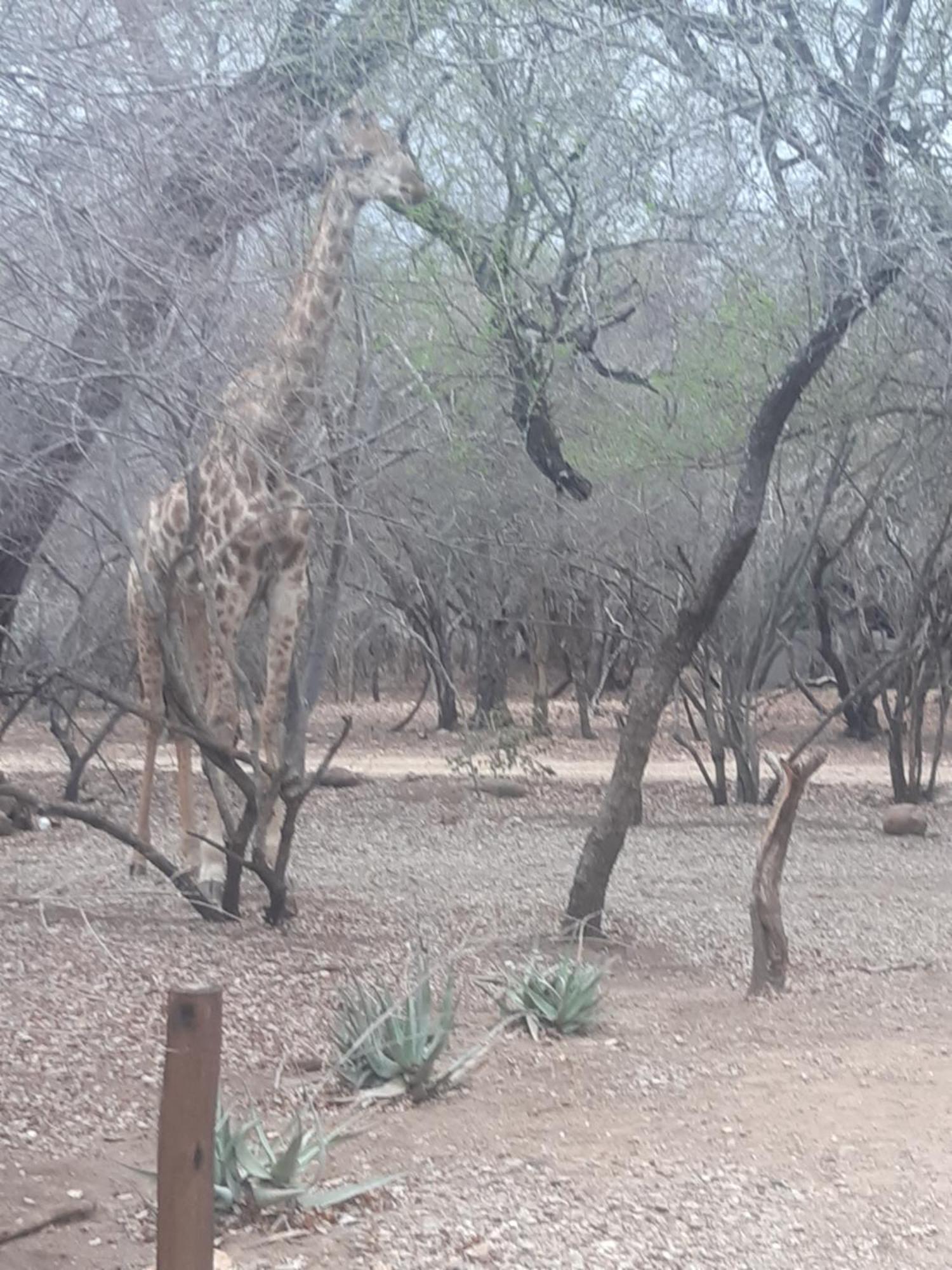 African Bush Escape Marloth Park Exterior photo